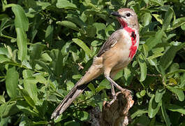 Rosy-patched Bushshrike