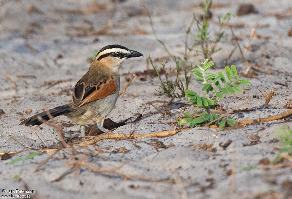 Black-crowned Tchagra