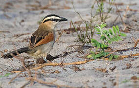 Black-crowned Tchagra