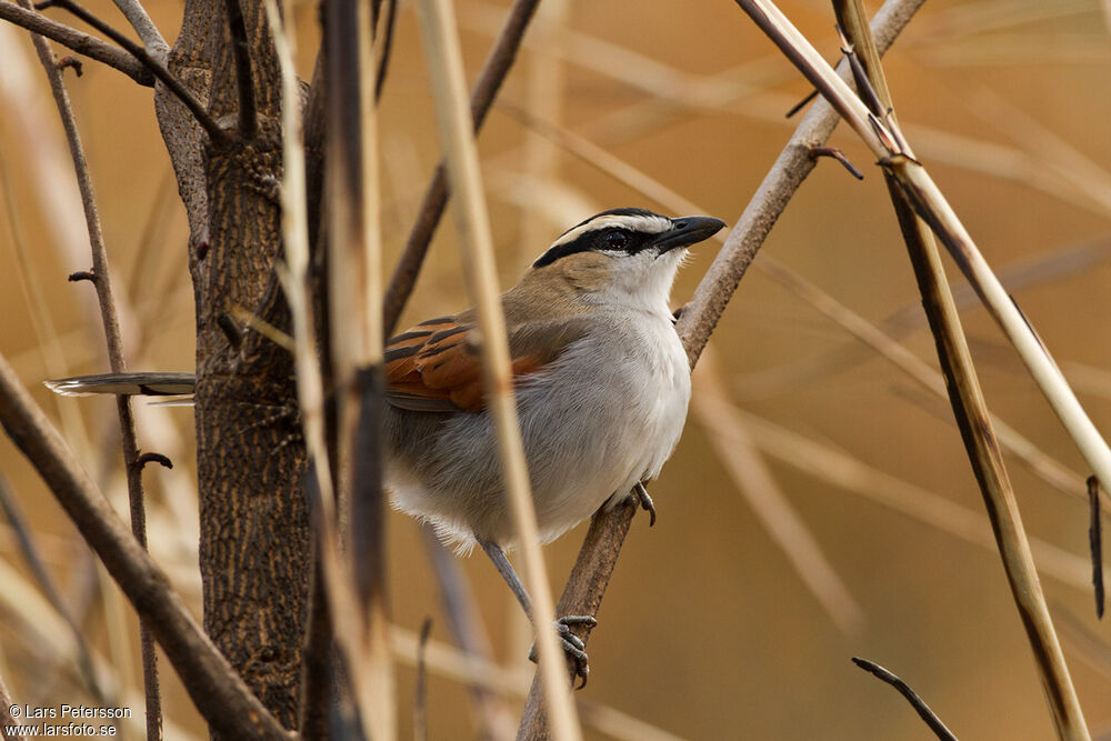 Black-crowned Tchagra