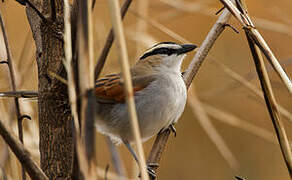 Black-crowned Tchagra