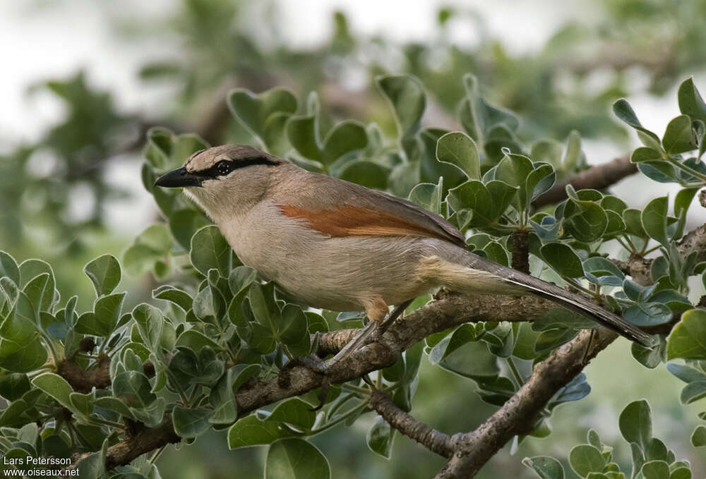 Three-streaked Tchagraadult, identification