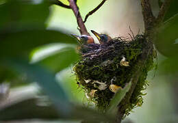 Red-bellied Paradise Flycatcher