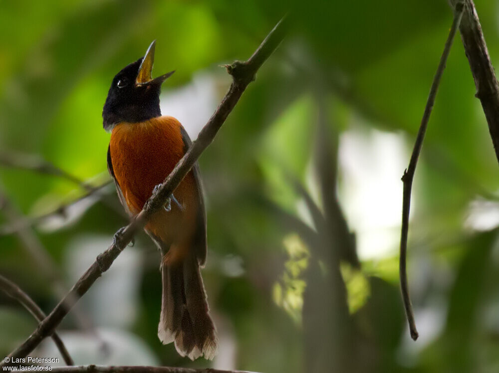 Red-bellied Paradise Flycatcher