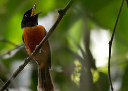 Red-bellied Paradise Flycatcher