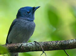 Black-naped Monarch