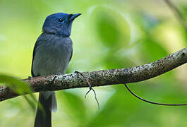 Black-naped Monarch