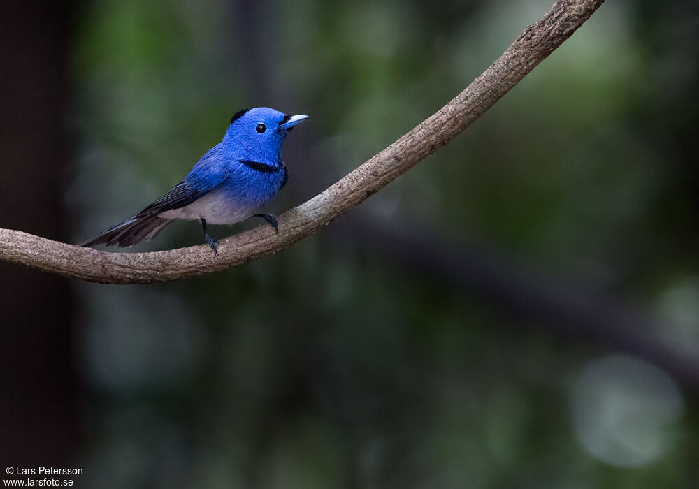 Black-naped Monarch