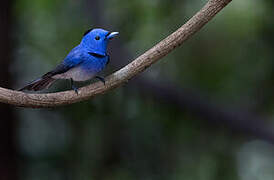 Black-naped Monarch