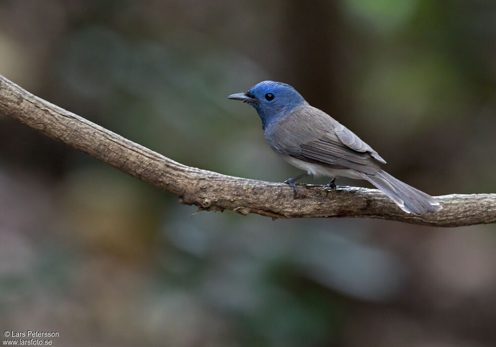 Black-naped Monarch