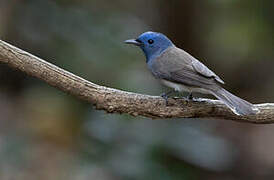 Black-naped Monarch