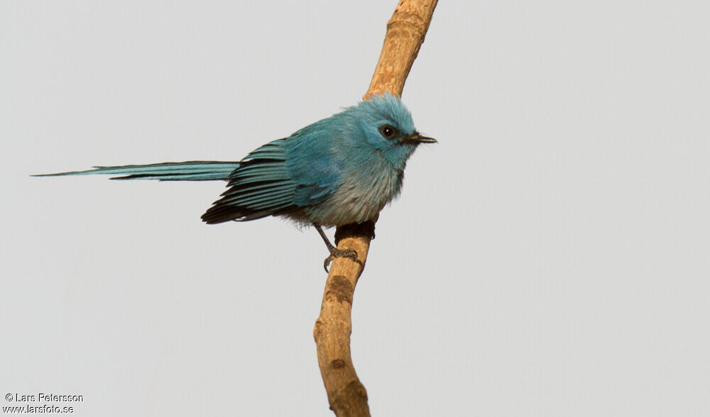 African Blue Flycatcher