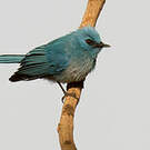Tchitrec bleu