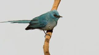 African Blue Flycatcher