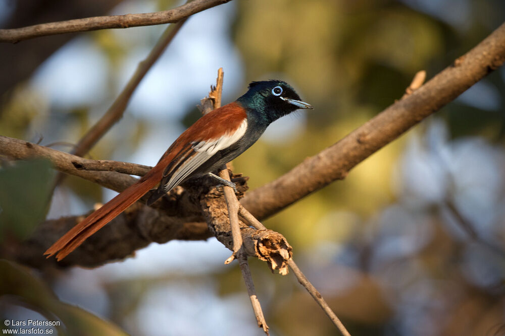 African Paradise Flycatcher