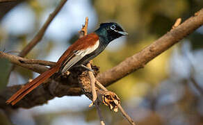 African Paradise Flycatcher