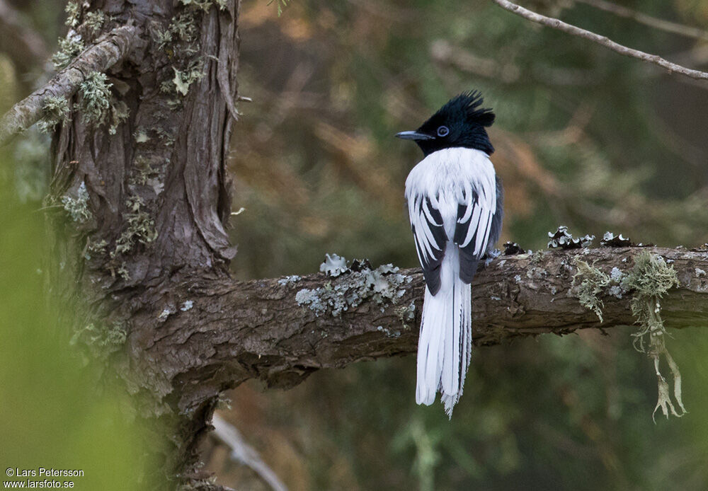 African Paradise Flycatcher