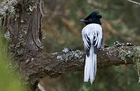 African Paradise Flycatcher