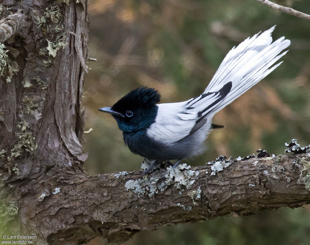 African Paradise Flycatcher