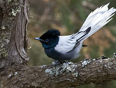 African Paradise Flycatcher