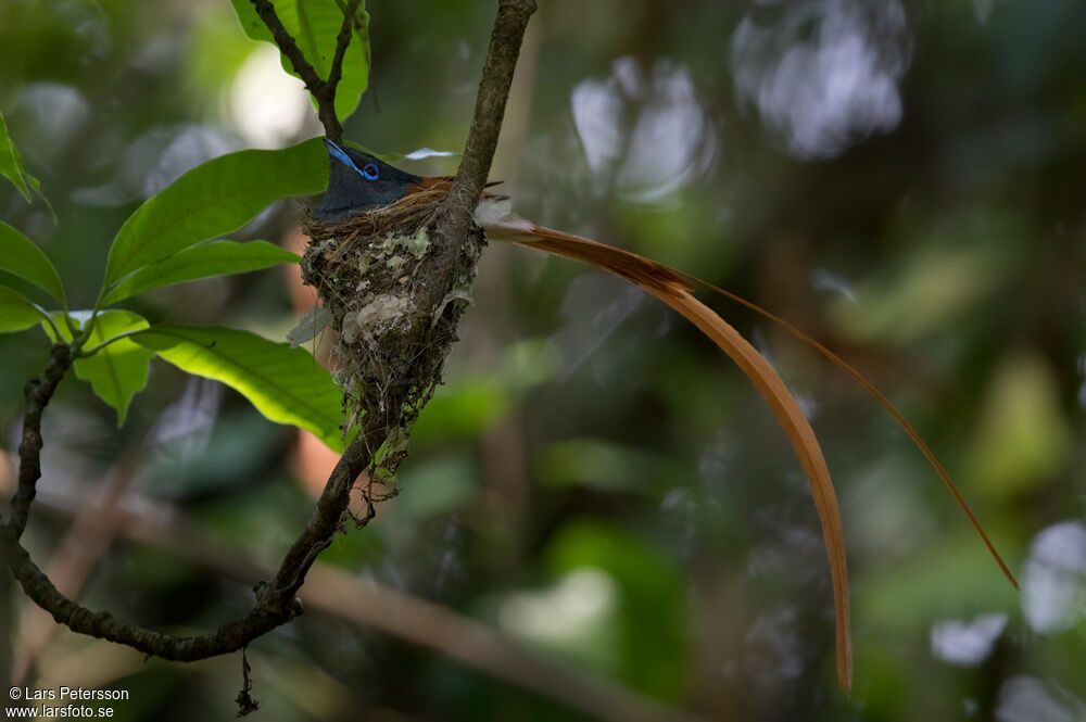 African Paradise Flycatcher