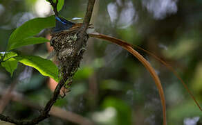 African Paradise Flycatcher