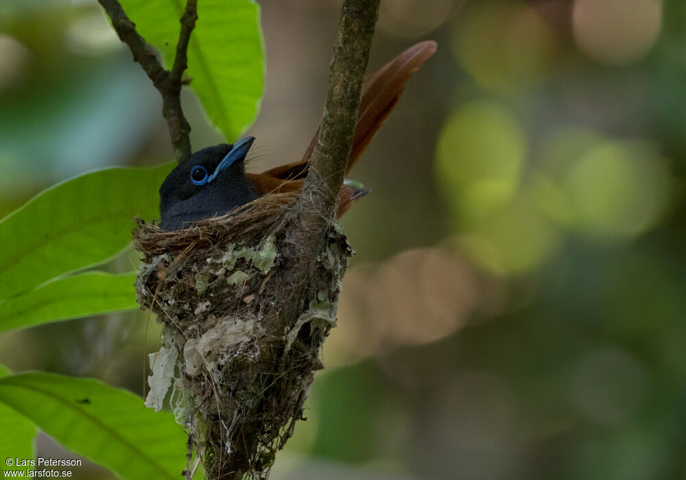 African Paradise Flycatcher