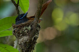 African Paradise Flycatcher