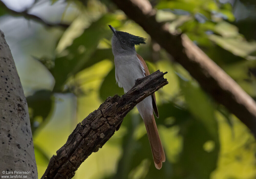 Indian Paradise Flycatcher