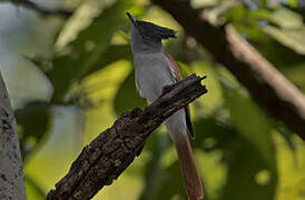 Indian Paradise Flycatcher