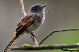 Sao Tome Paradise Flycatcher