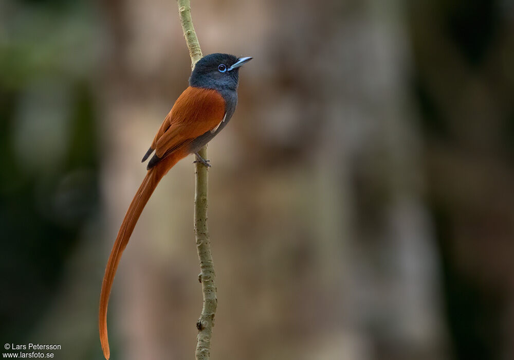 Rufous-vented Paradise Flycatcher