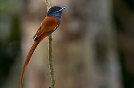 Rufous-vented Paradise Flycatcher