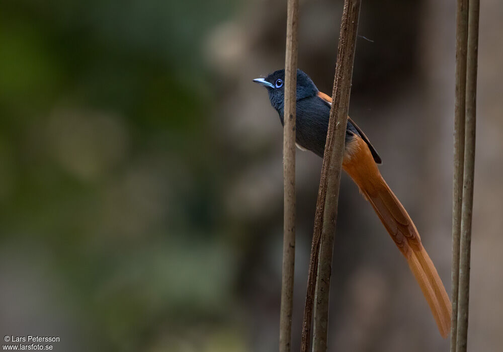 Rufous-vented Paradise Flycatcher