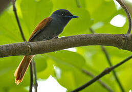 Rufous-vented Paradise Flycatcher