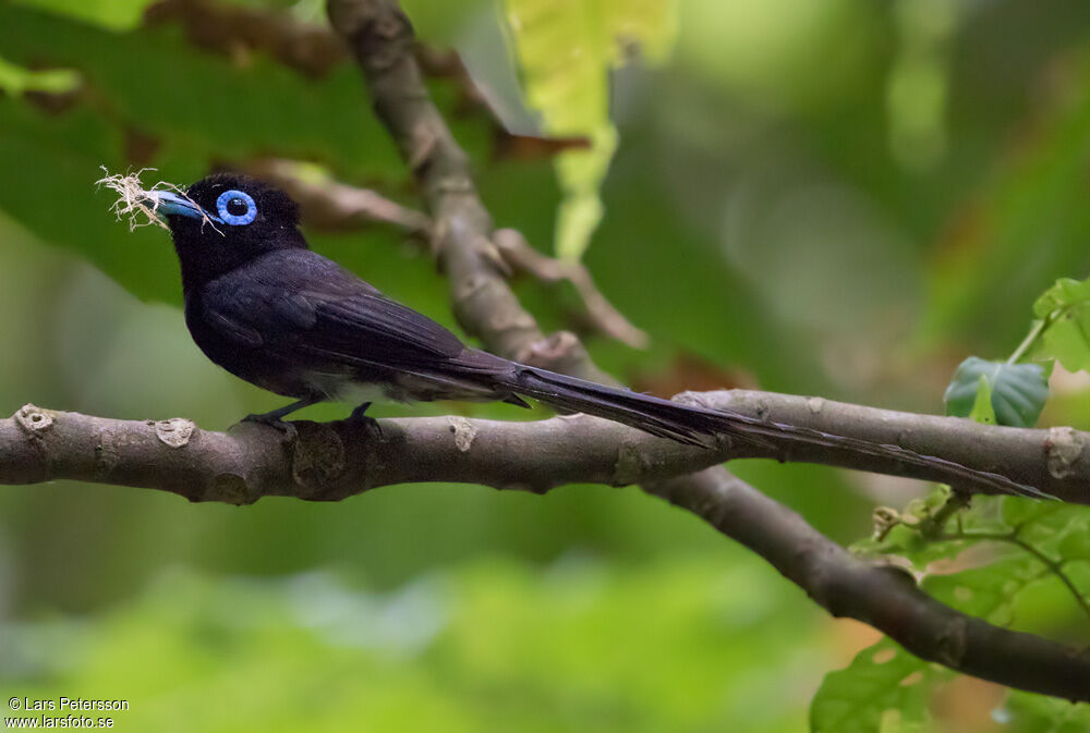 Black Paradise Flycatcher