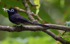 Black Paradise Flycatcher