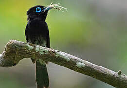 Black Paradise Flycatcher