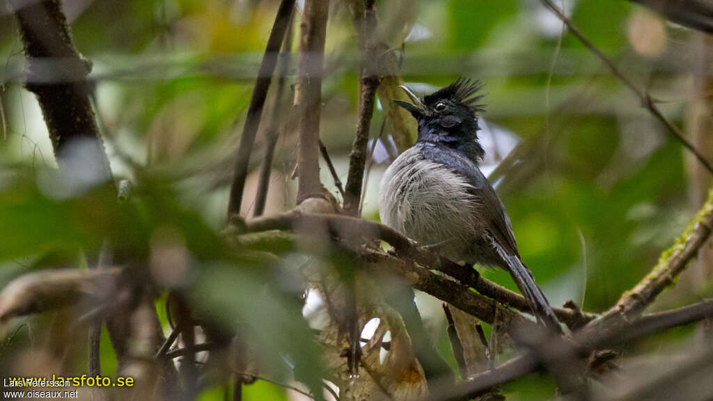 Blue-headed Crested Flycatcher