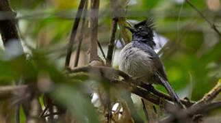 Blue-headed Crested Flycatcher