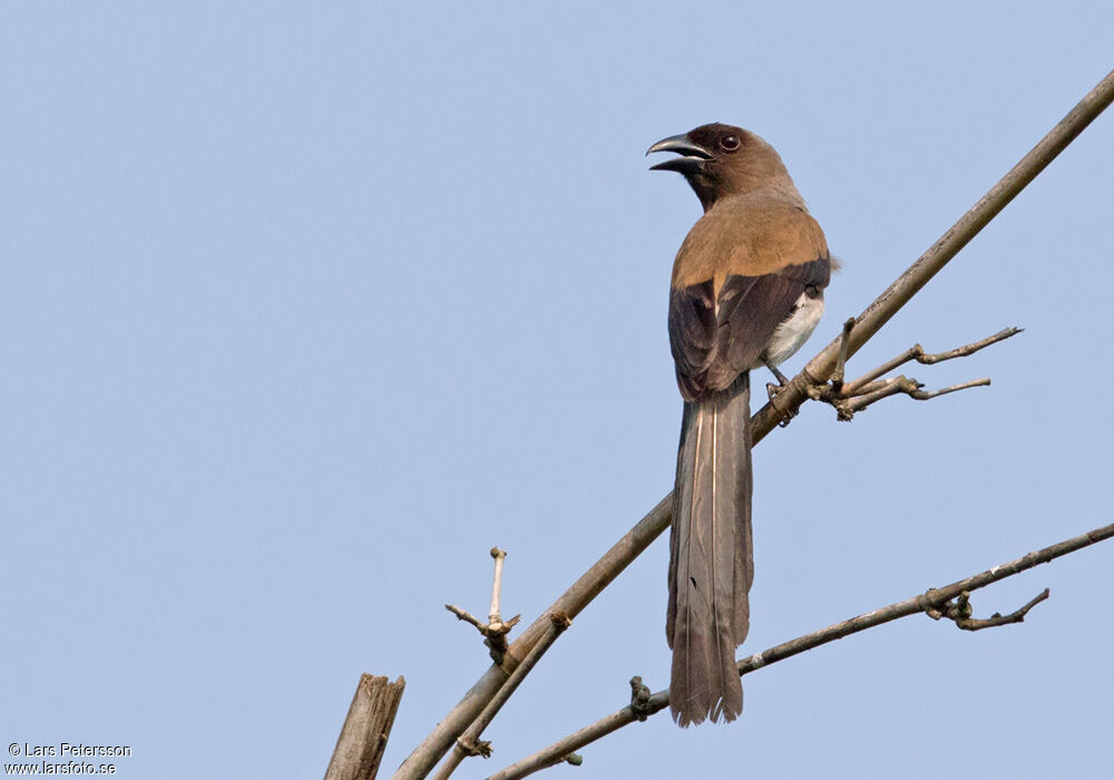 Grey Treepie