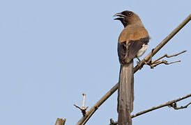 Grey Treepie