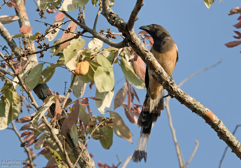 Rufous Treepie