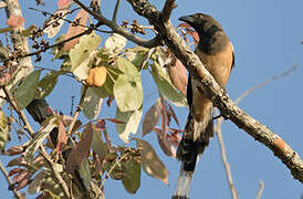 Rufous Treepie