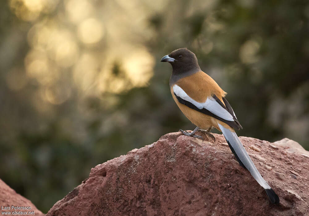 Rufous Treepieadult, identification