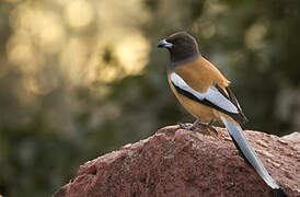 Rufous Treepie