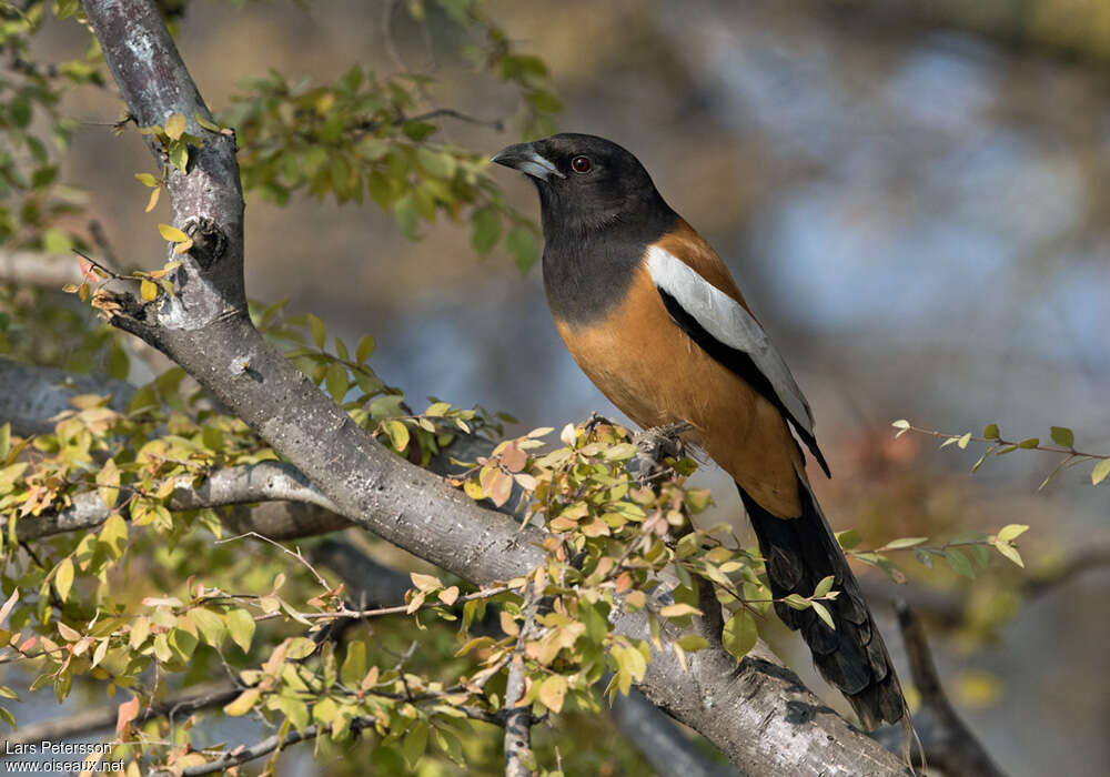 Rufous Treepieadult, identification