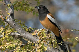 Rufous Treepie