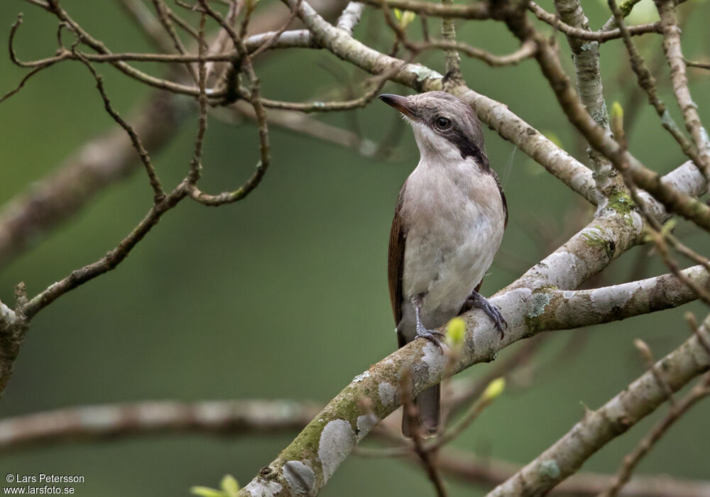 Large Woodshrike