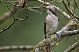 Large Woodshrike